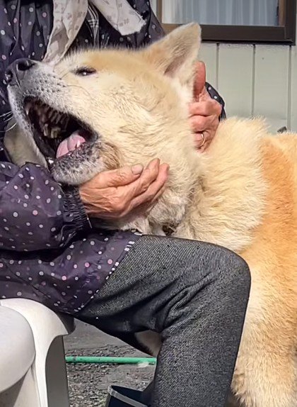 愛を伝えるまるちゃん