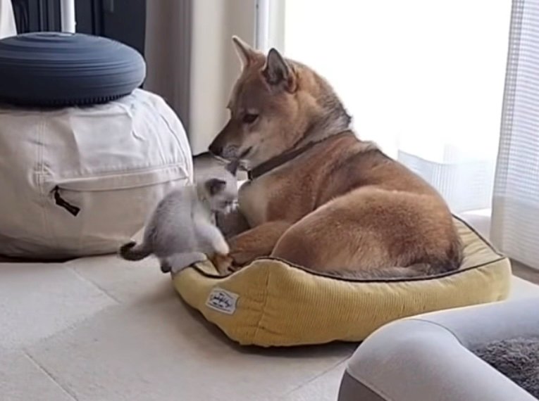 猫が犬の首元にじゃれる様子