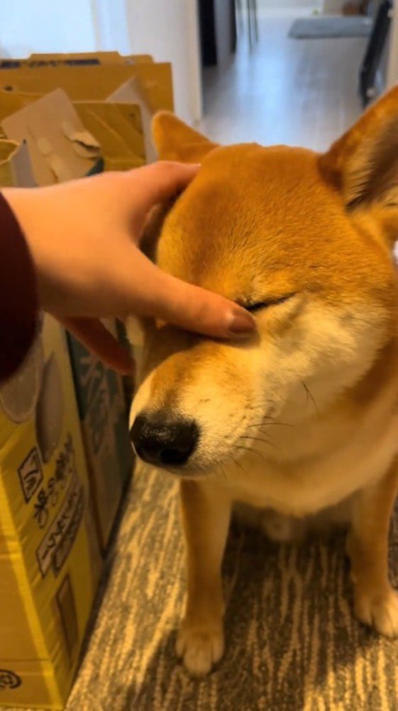 犬の目についていた水分を指で拭う飼い主