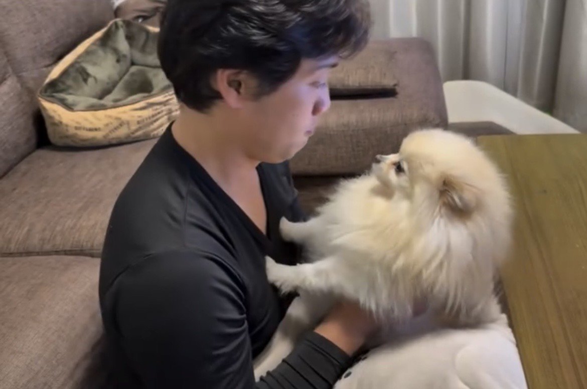 人をじっと見つめて踏ん張る犬