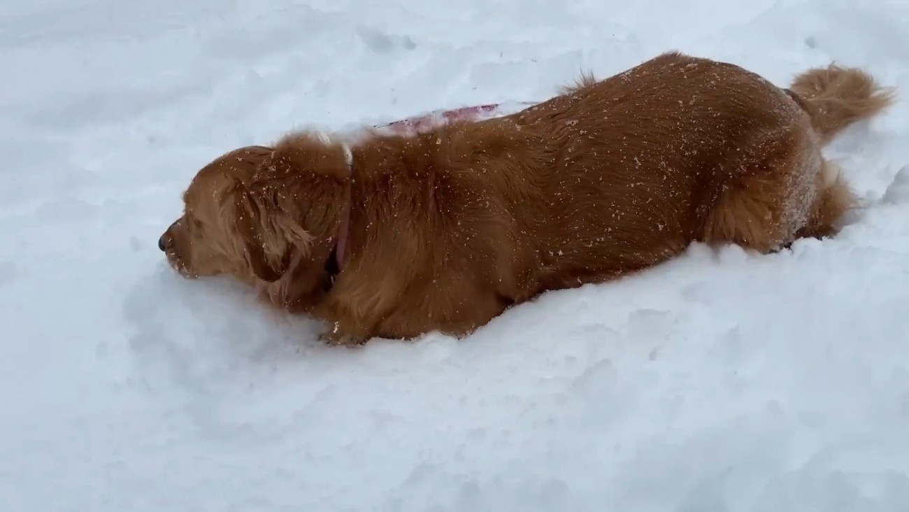よもぎちゃん＆だいず君の雪への反応