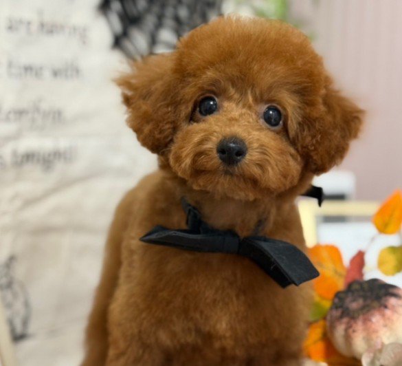 初めてのトリミングへ