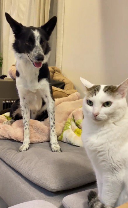 いつでも猫さんの警備隊！！