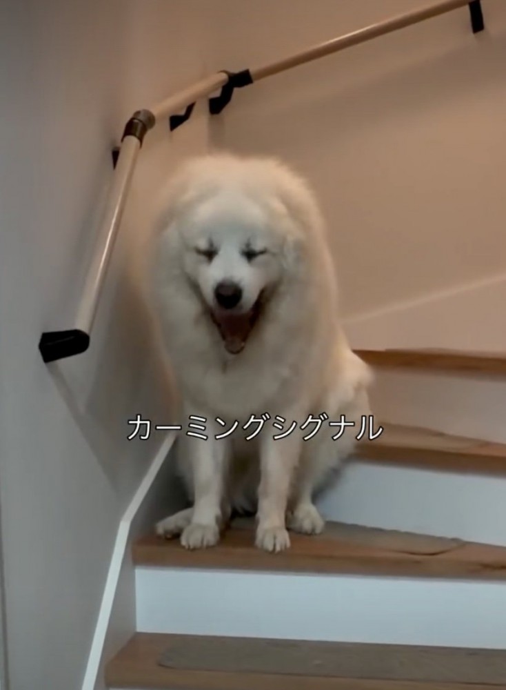大きなあくびをする犬