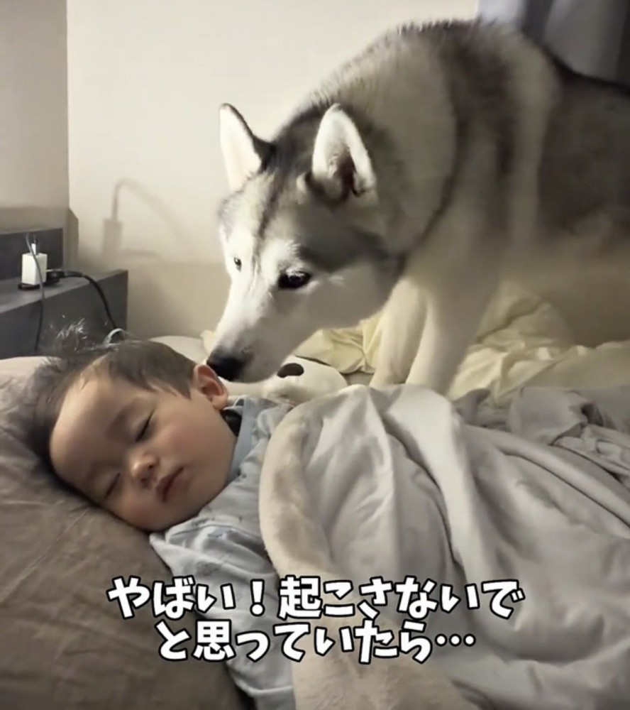 赤ちゃんの顔をのぞきこむ犬