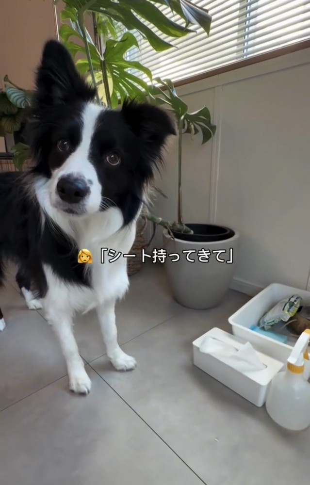 見上げる犬