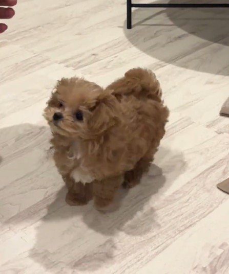 手を引いた飼い主を見つめる子犬