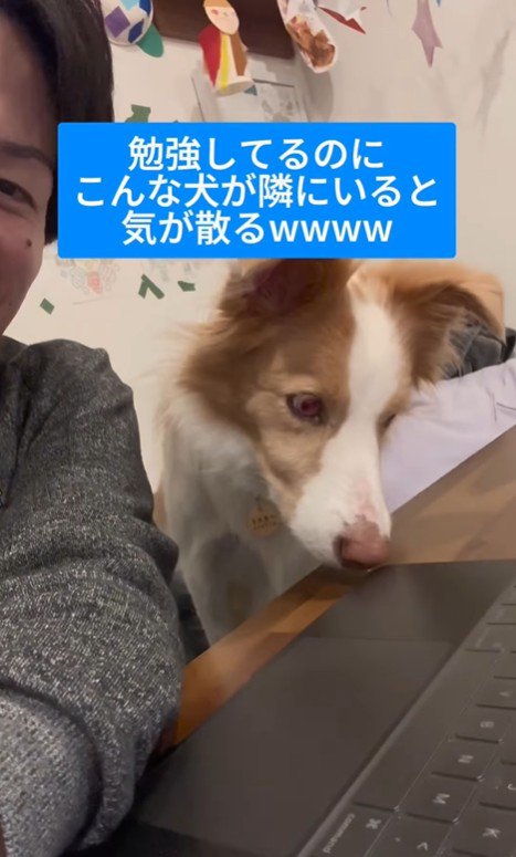 勉強中に隣にきたラスカルくん7