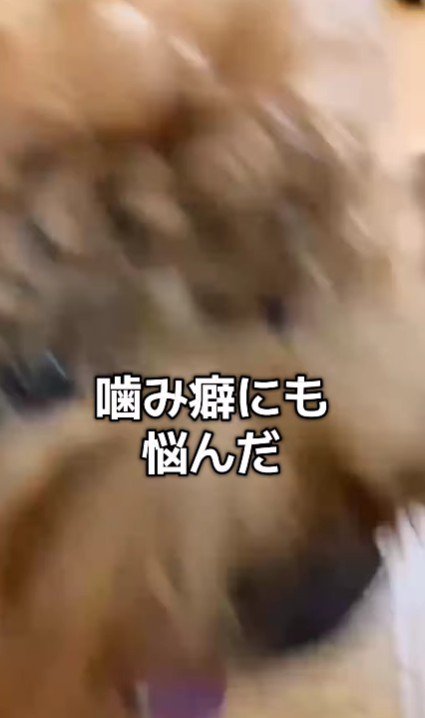 噛み癖もひどい…