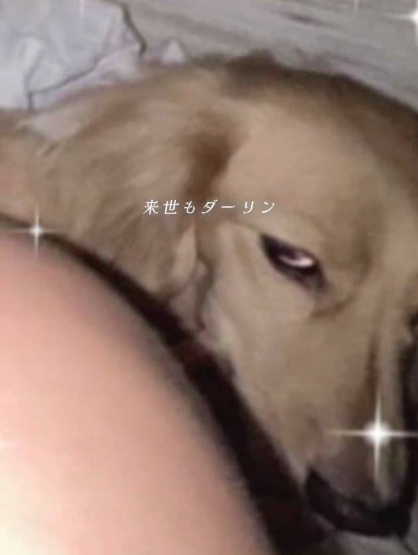 にらみつけるまろんちゃん