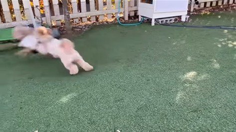 茶々丸くんのハプニング⑩