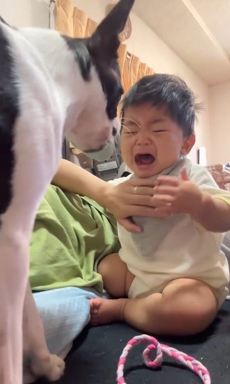 赤ちゃんが泣いた時のごろちゃん2