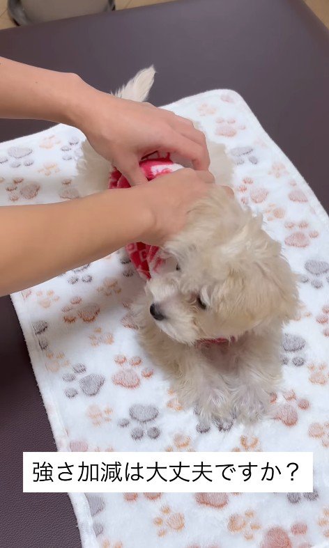 施術を体験するそらちゃん2