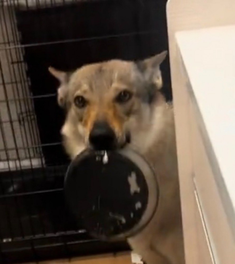 皿を咥えて飼い主を見つめる犬
