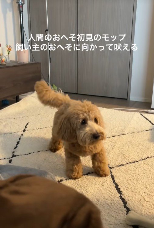 おへそを見たアルくんの反応3