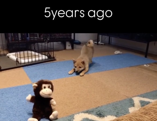 再び吠えてみます