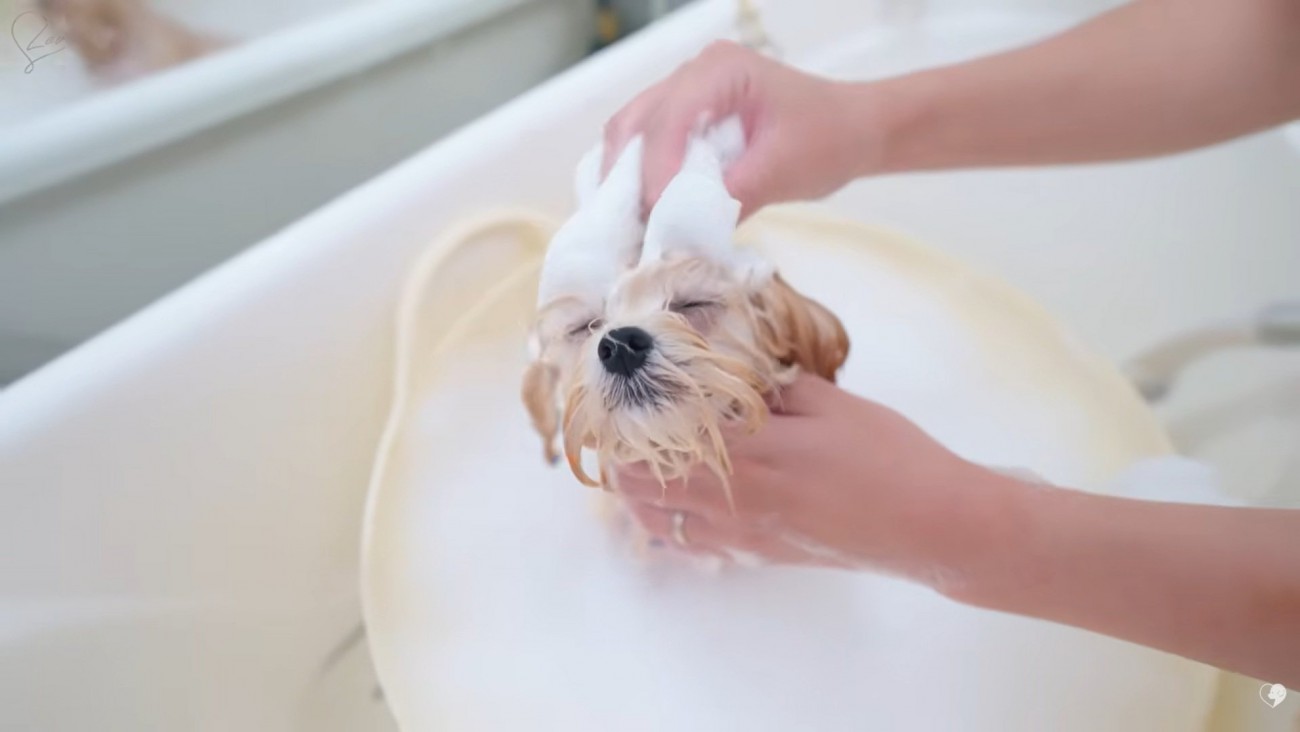 ヘッドマッサージされるぽぬちゃん