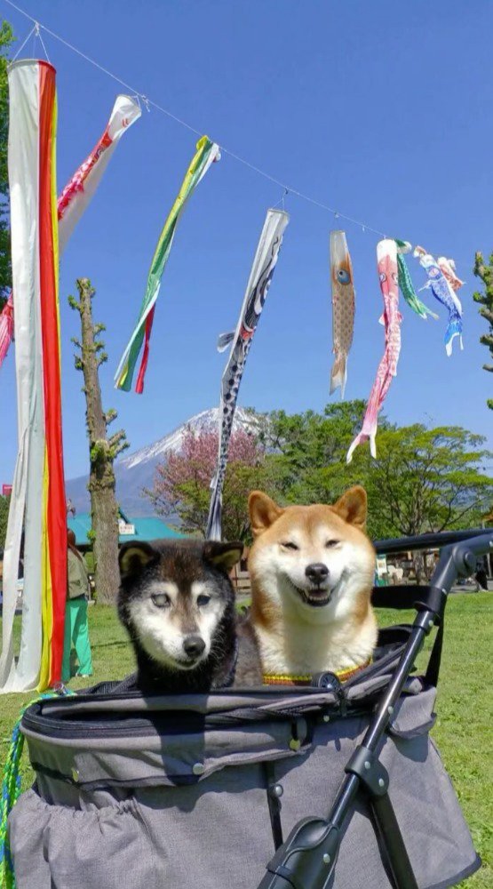 カートに乗って鯉のぼりの前で写真を撮る2頭の犬