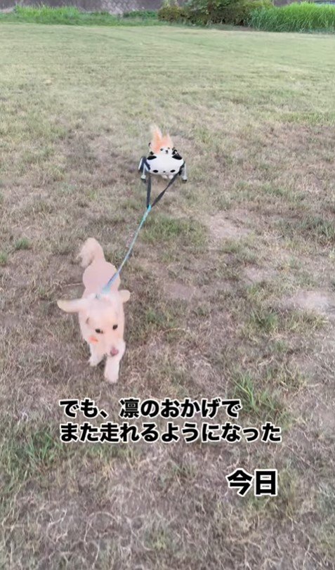 お散歩を楽しむさくらちゃん3