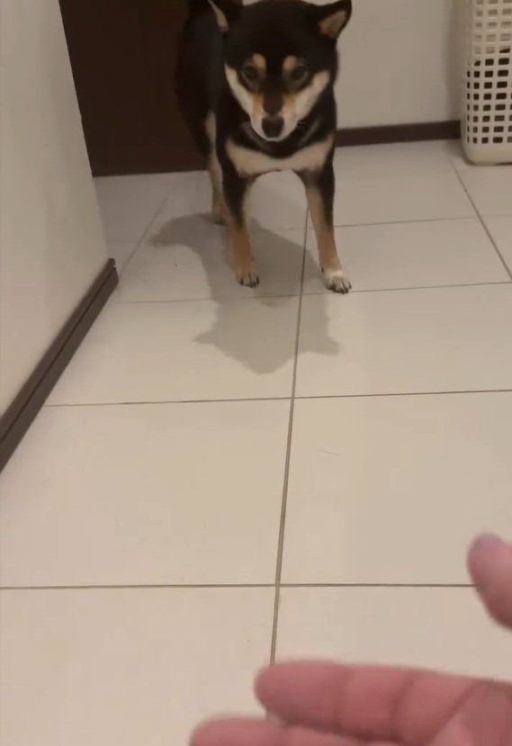 飼い主さんの手元を見るあんこちゃん