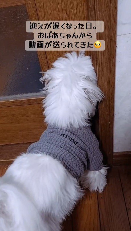 おばあちゃんの家で留守番する犬