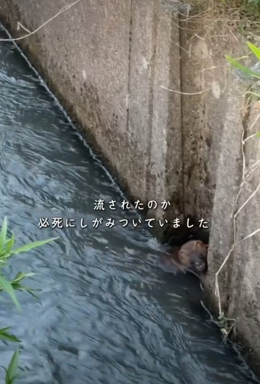壁にしがみつく生き物2
