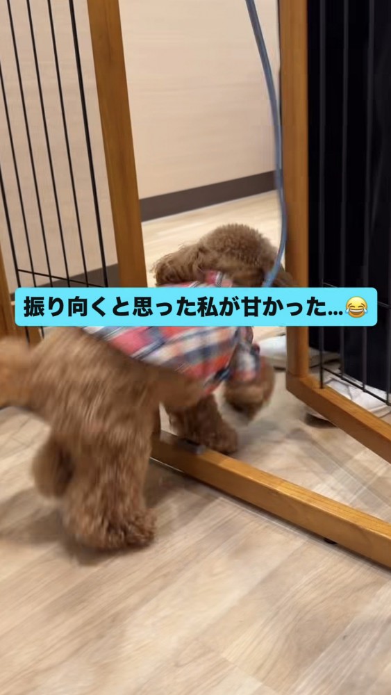 柵の中に入っていくトイプー