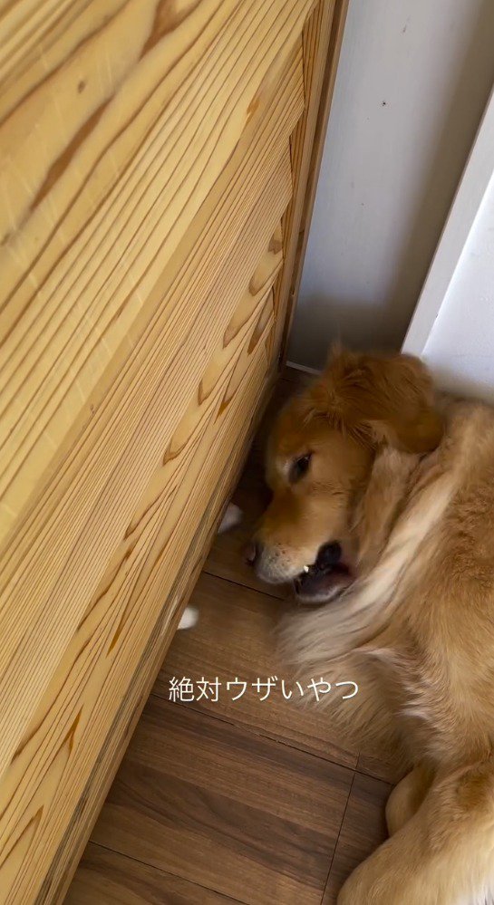 猫の前足が顔に当たって目を開ける犬