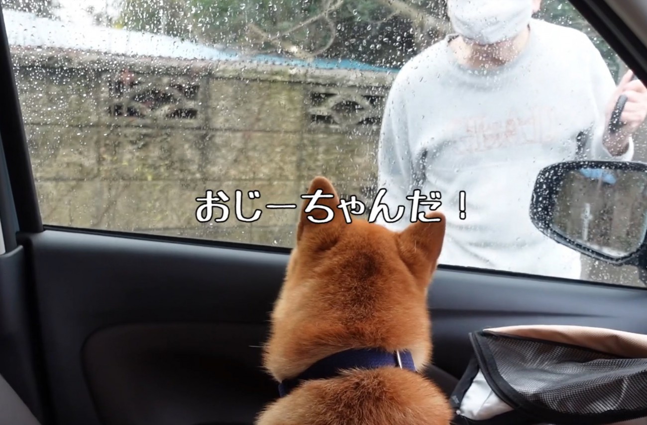 車に乗る柴犬
