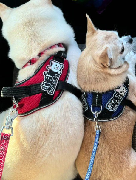 同居犬のむぎちゃんと♡