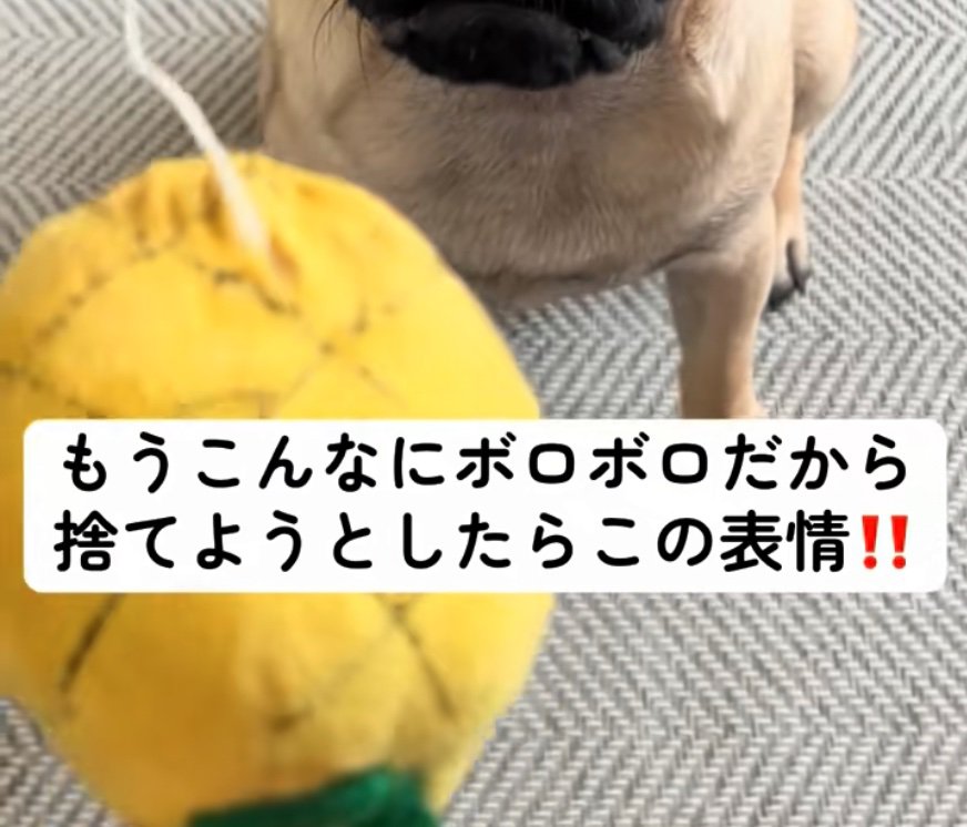 犬のおもちゃ