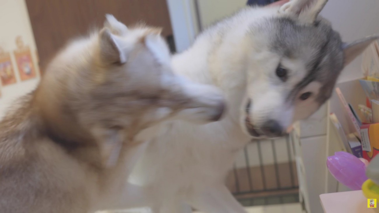 ワンプロが勃発！！