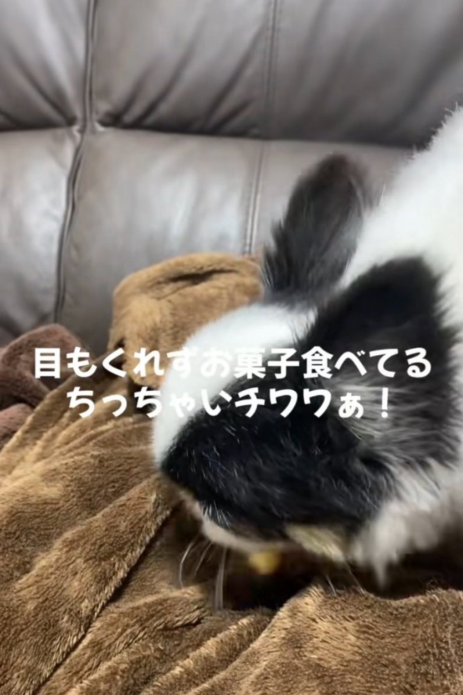 お菓子に夢中な犬