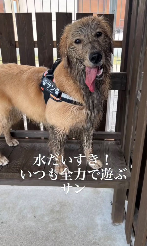 泥だらけの犬