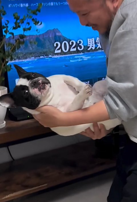 小型犬を抱える飼い主