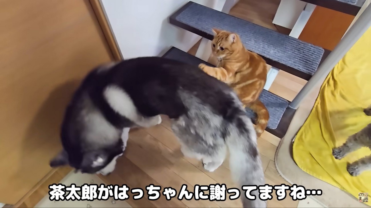 「ごめんなさい」と背中にタッチ