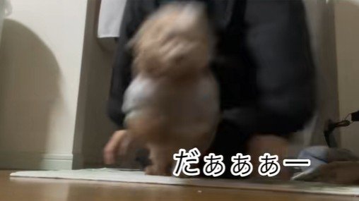 ちびちゃんのお出迎え8