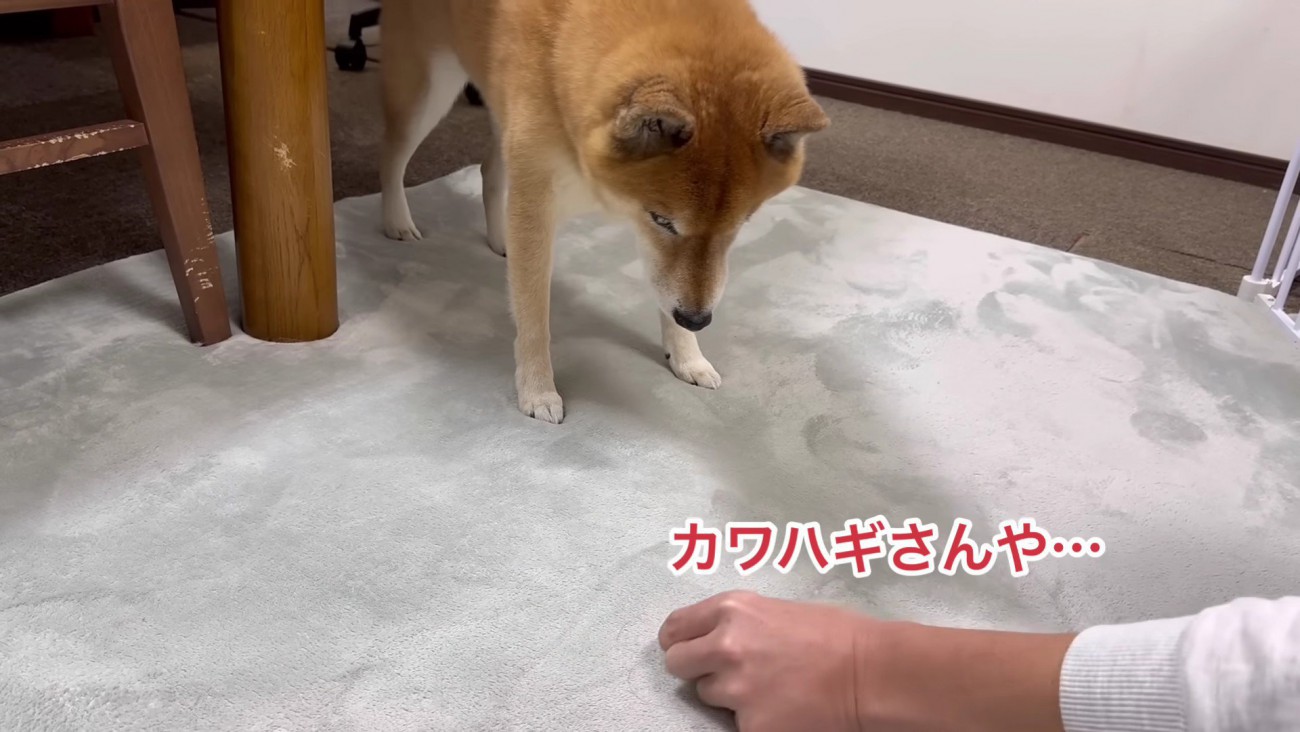 大好物のカワハギを活用