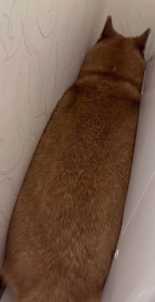 洗濯機と壁の間に挟まって食パンのようになっている犬