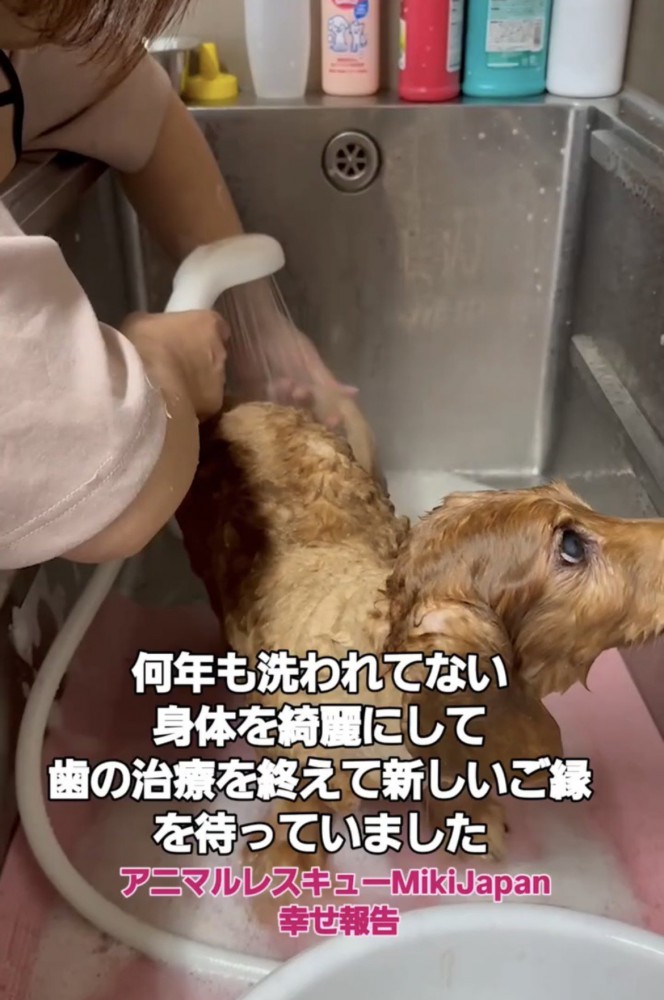 体を洗ってもらう犬