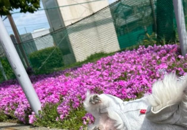 写真撮影中に突風が吹いて…