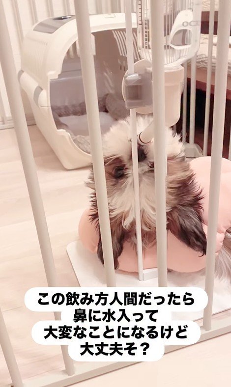 おとちゃんの水の飲み方