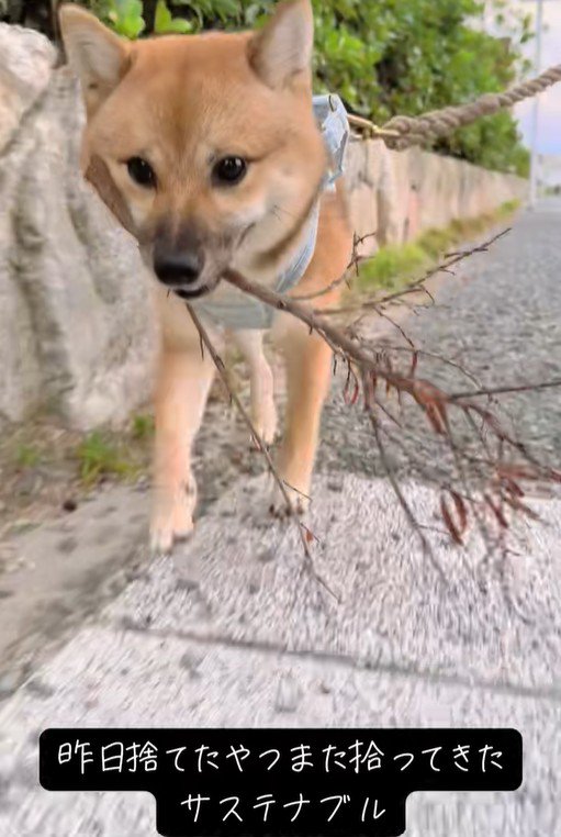 昨日捨てた枝を、もう一度ゲット