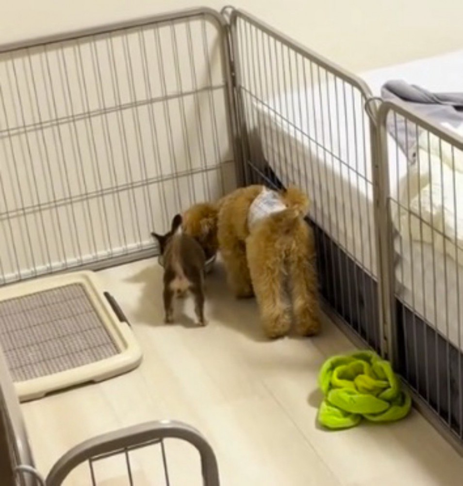 部屋の隅で地面を見ている2匹の犬