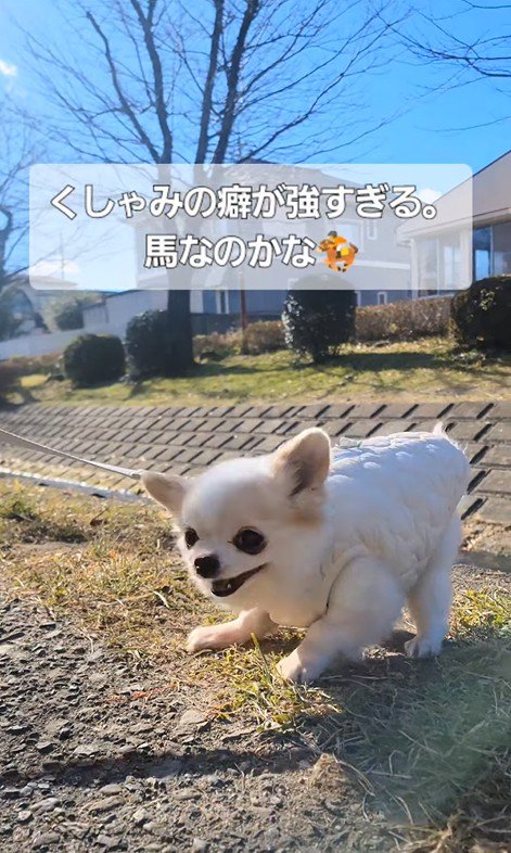 たねちゃんのくしゃみ4