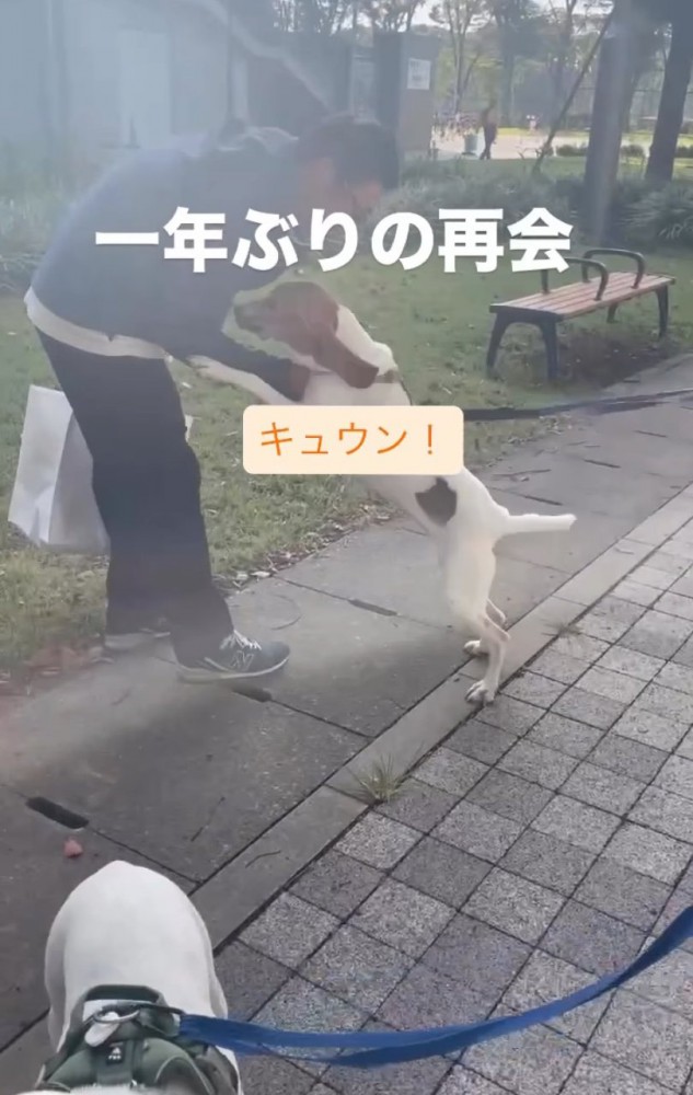 鳴き声を上げる犬