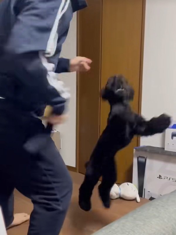 ジャンプするベルちゃん