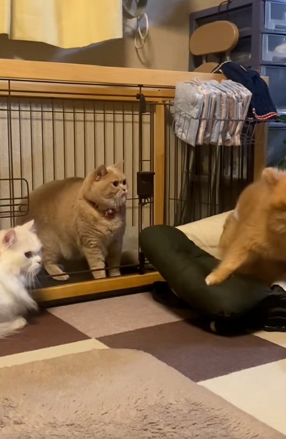 その場を離れるわんこ