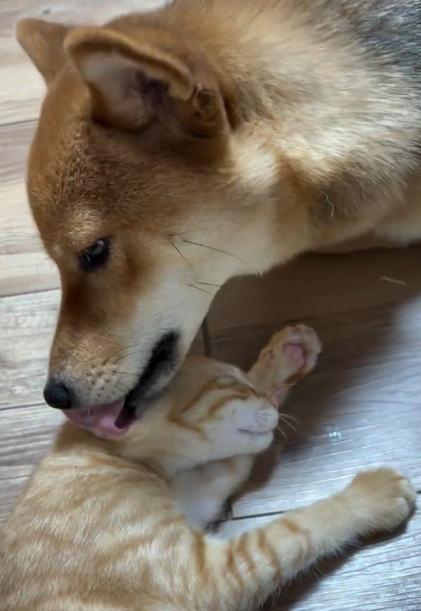 毛づくろいするちゃまるちゃん