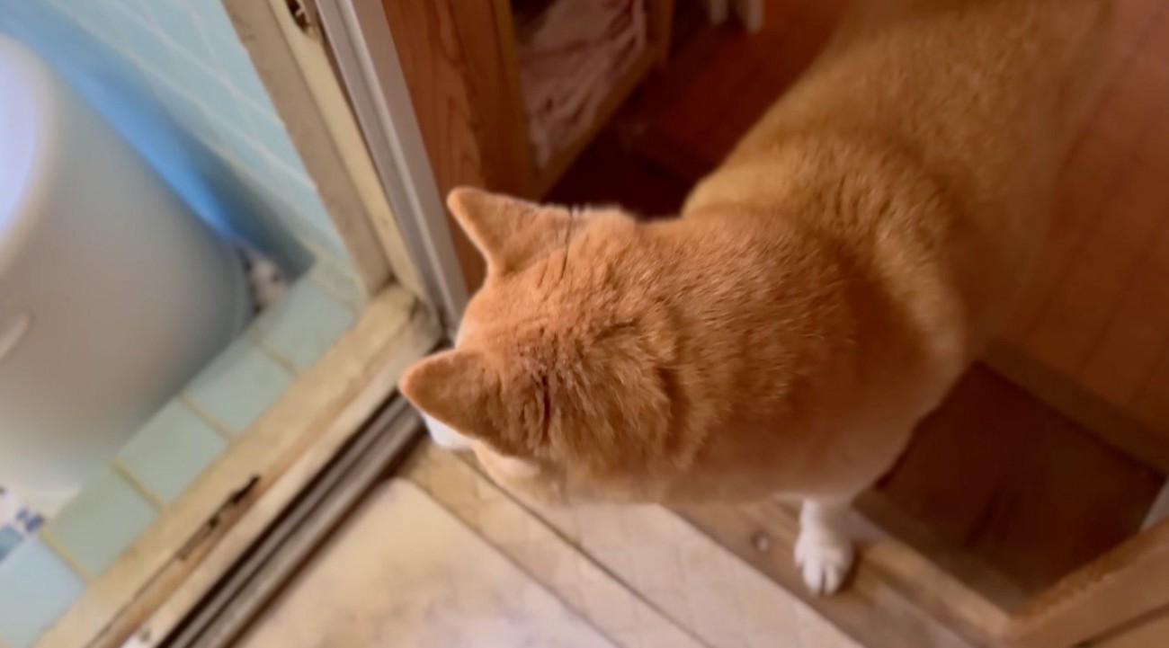 お風呂場の中を覗く犬